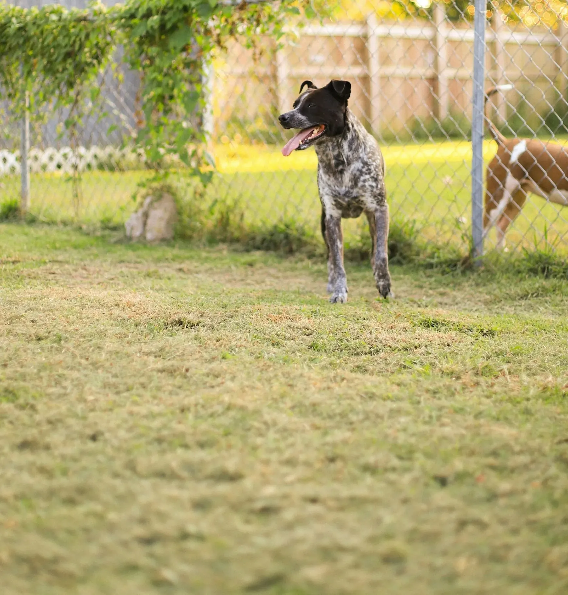 Pet waste removal service San Antonio