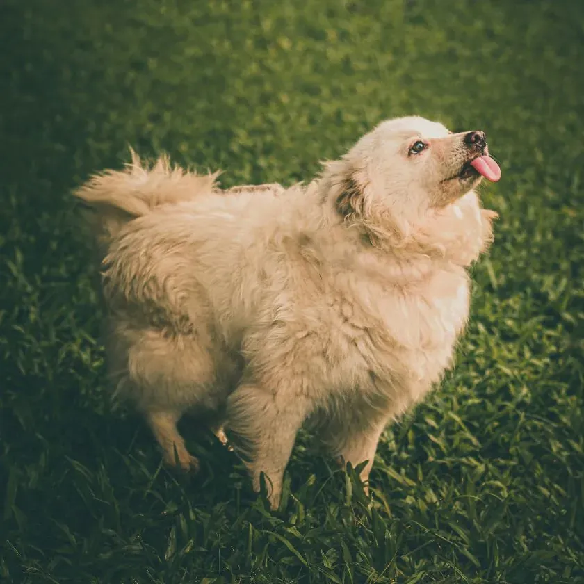 Pet waste removal service San Antonio